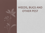 Weeds, Bugs and other Pest