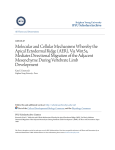 Molecular and Cellular Mechanisms Whereby the Apical Ectodermal