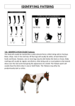 identifying patterns - paint horse association of new zealand