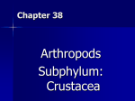 Subphylum Crustacea