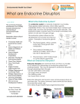What are Endocrine Disruptors