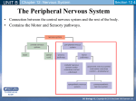 Nervous System PPT 4 - PNS