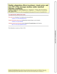 stimulus conditions area MT of the macaque monkey under matched