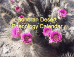 Sonoran Desert Phenology Calendar