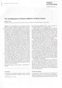 The morphogenesis of human sphincter urethrae muscle