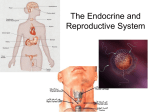 The Endocrine and Reproductive System