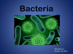 Bacteria 1