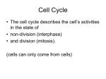 Mitosis - Spanish Point Biology