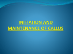Initiation and maintenance of callus