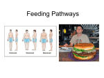 Feeding Pathways