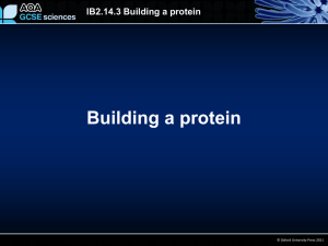 IB2.14.3 Building a protein