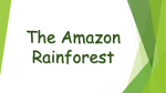 The forest floor - South america unit of work