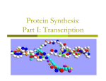 Protein Synthesis: Part I: Transcription