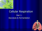 GLYCOLYSIS