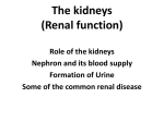 The kidney (Renal function tests)