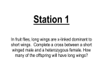 In fruit flies, long wings are x-linked dominant to short wings