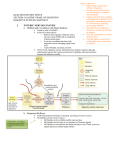 I. ENTERIC NERVOUS SYSTEM Defined and Correlation