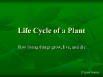 Life Cycle of a Plant ppt