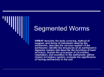 Segmented Worms - About Miss Brougham