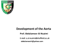 Development of the Aorta