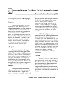 C ommon Disease Problems In Saskatoon Orchards