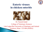 The role of enteric viruses in poult enteritis