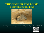 The Gopher Tortoise - Gopher Tortoise Council