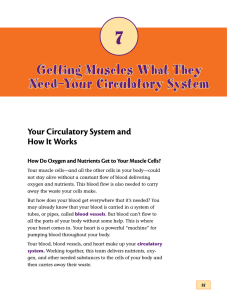 Getting Muscles What They Need—Your Circulatory System