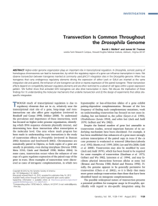 Transvection Is Common Throughout the Drosophila