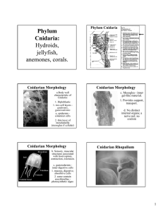 Phylum Cnidaria: Hydroids, jellyfish, anemones, corals.