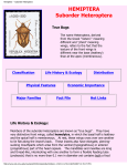 Hemiptera -- Suborder Heteroptera