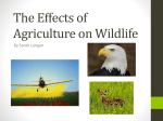 The Effects of Agriculture on Wildlife and the Environment