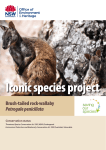 Iconic species project: brush-tailed rock