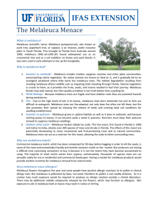 The Melaleuca Menace