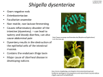 Shigella Dysenteriae