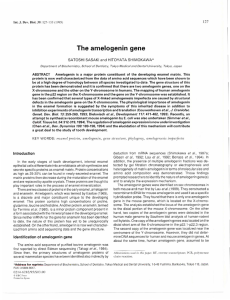 The amelogenin gene