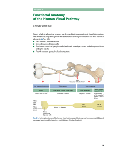 Functional Anatomy of the Human Visual Pathway