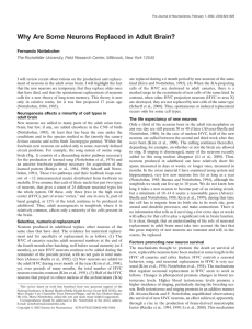 (2002). Why are some neurons replaced in adult brain?