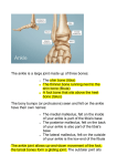 The ankle is a large joint made up of three bones: The shin bone