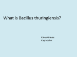 What is Bacillus thuringiensis?
