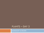 plants – day 3