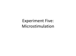 Lab Two: Microstimulation