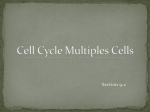 Cell Cycle Multiples Cells