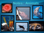 Notes: Animals