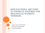 how bacteria are used to produce enzymes for biological washing