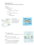 Excretory System