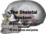 Skeletal System