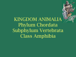 kingdom animalia - Blue Valley Schools