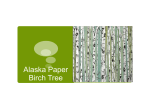 Alaska Paper Birch Tree