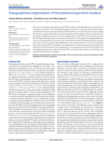 Topographical organization of the pedunculopontine nucleus